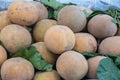 Sandoricum koetjape santol or cottonfruit is a tropical fruit grown in Southeast Asia