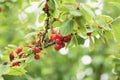 The fruit of Nanking cherry Prunus tomentosa Royalty Free Stock Photo