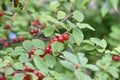 The fruit of Nanking cherry Prunus tomentosa Royalty Free Stock Photo