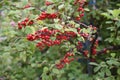 The fruit of Nanking cherry Prunus tomentosa Royalty Free Stock Photo