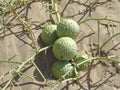 Fruit Nara. Family Cucrbitaceae