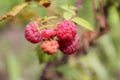 Fruit nature garden branch rÃÂ©f