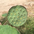 Fruit of Nelumbo nucifera or Indian lotus. Royalty Free Stock Photo