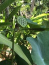 Fruit of Nelumbo nucifera or Lotus flower. Royalty Free Stock Photo