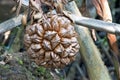 Fruit of a nipa palm, Nypa fruticans Royalty Free Stock Photo