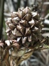 Fruit of Nypa fruticans or Mangrove palm. Royalty Free Stock Photo