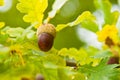 Fruit of an Oak tree ripe in autumn