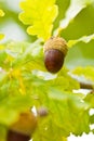 Fruit of an Oak tree ripe in autumn