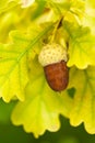 Fruit of an Oak tree ripe in autumn