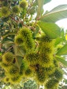 Green rambutan that tastes sweet and sour