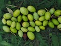 The olive fruit (Olea europaea)