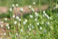 The fruit of the opium poppy Royalty Free Stock Photo