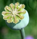 Fruit of opium poppy, Papaver somniferum Royalty Free Stock Photo