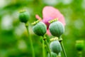 The fruit of the opium poppy, which is occasionally a photograph of the countryside Royalty Free Stock Photo