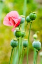 The fruit of the opium poppy, which is occasionally a photograph of the countryside Royalty Free Stock Photo