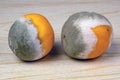 Fruit orange covered with mildew on the table Royalty Free Stock Photo