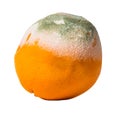 Fruit orange covered with mildew Royalty Free Stock Photo