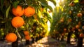 Fruit orange garden, business farming and entrepreneurship, harvest.