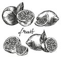 Fruit orange, lemon and lime set hand drawn vector sketch