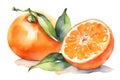 Fruit Orange or Tangerine, painted watercolor on a white