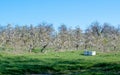 Fruit orchard with bee hives for pollination Royalty Free Stock Photo