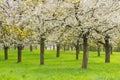 Fruit orchard Royalty Free Stock Photo