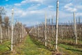 Fruit orchard during early spring. Leafless young fruit trees in an early spring garden. Apple trees Royalty Free Stock Photo