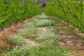 Fruit orchard and flowering plants near Fraga, Spain