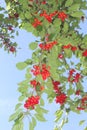 Branches with fresh red cherries in a blue sky Royalty Free Stock Photo