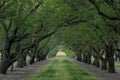 Fruit Orchard trees form tree tunnel Royalty Free Stock Photo