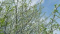 Fruit orchards blooming. Branch with beautiful white spring cherry. Slow motion.