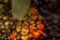 The fruit of the palm oil is orange Royalty Free Stock Photo