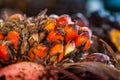 The fruit of the palm oil is orange Royalty Free Stock Photo