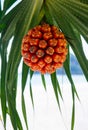 Fruit of Pandanus tectorius - Hala - Bacua - Vacquois Royalty Free Stock Photo