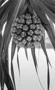 Fruit of Pandanus tectorius - Hala - Bacua - Vacquois Royalty Free Stock Photo