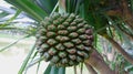 This is the fruit of Pandanus tectorius Sol