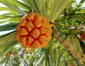 Fruit of pandanus tree also known as pandan or pine or p alm Royalty Free Stock Photo