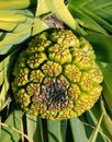 Fruit of pandanus tree also known as pandan or pine or p alm Royalty Free Stock Photo