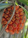 Fruit of pandanus tree also known as pandan or pine or p alm Royalty Free Stock Photo