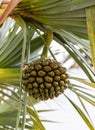 Fruit of Pandanus utilis on Canary Islands, Spain Royalty Free Stock Photo