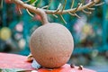 The fruit panicle of Cannonball tree, ancient plant. Royalty Free Stock Photo