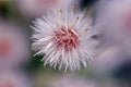 Conyza horseweed, butterweed or fleabane