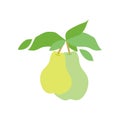 Fruit pear branch. Two pears hanging on branch with leaves. Flat food illustration, fruit tree, pear branch Royalty Free Stock Photo