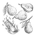 fruit pear set sketch hand drawn vector Royalty Free Stock Photo