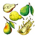 fruit pear set sketch hand drawn vector Royalty Free Stock Photo