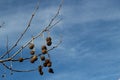 Fruit people sunny day Beautiful Landscape Albania lake trees awesome sky reflection mountain hills tree ablero park panorama