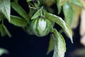 Fruit on a pepino, Solanum caripense