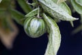 Fruit on a pepino, Solanum caripense