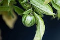 Fruit on a pepino, Solanum caripense