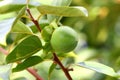 Fruit persimmon green ripening hanging among leaves on a tree branch Royalty Free Stock Photo